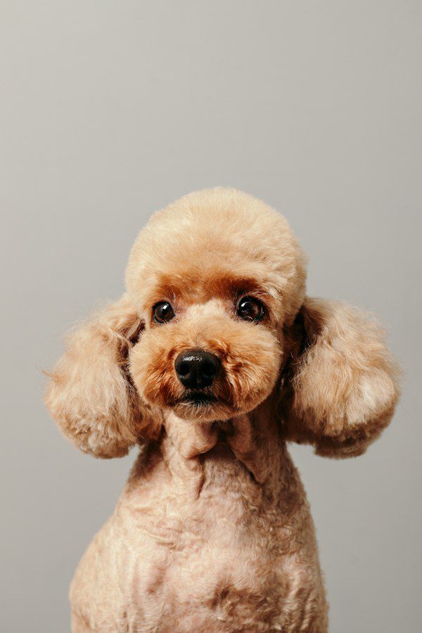 A fluffy apricot poodle with a rounded teddy-bear trim