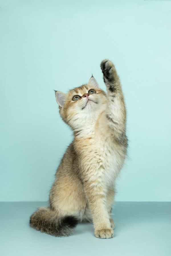 A fluffy kitten sitting up and reaching a paw out