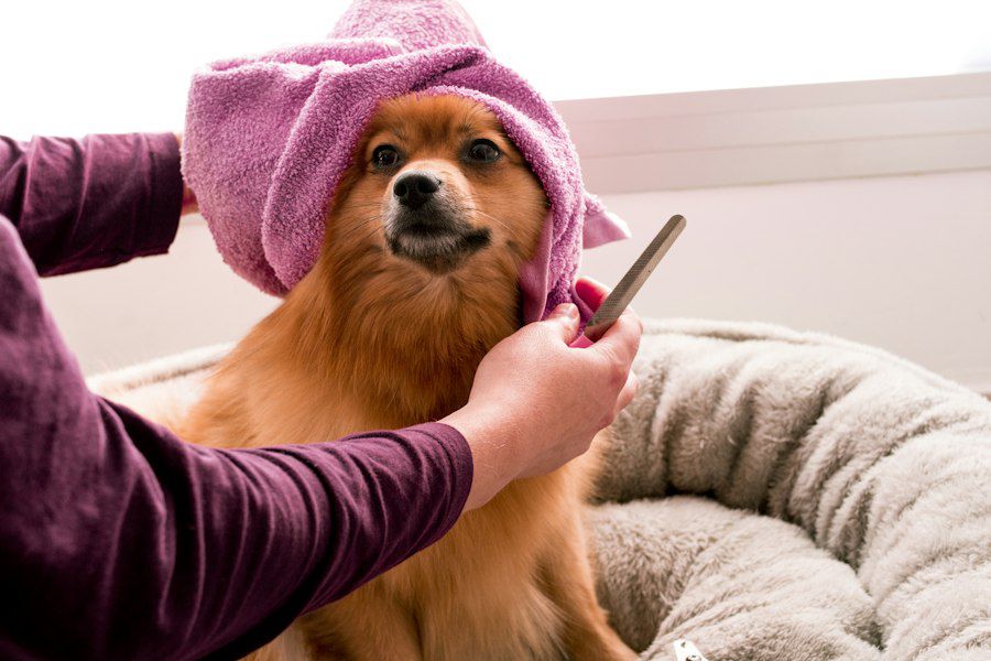 A happy Pomeranian in a pink towel getting brushed after a bath